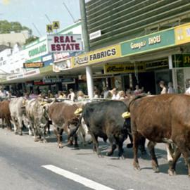 Bullock team - Currie Street, Nambour, 1979