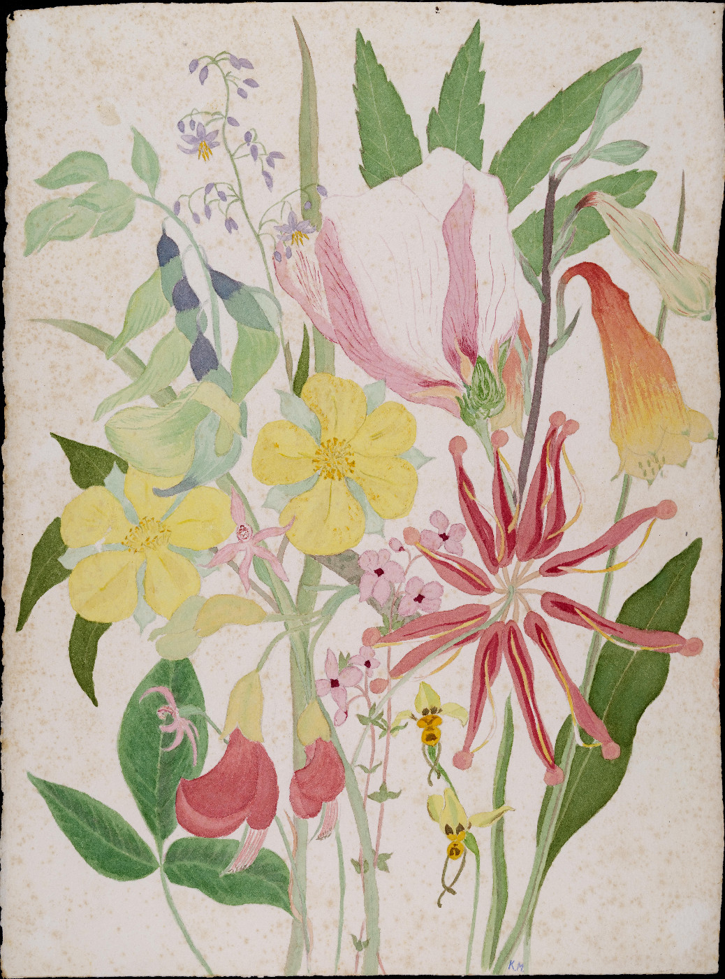 Kathleen McArthur Wildflowers Collection