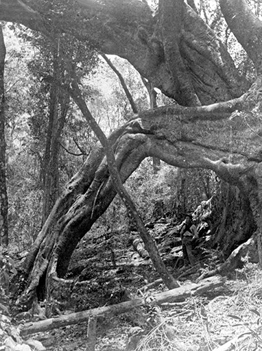 Beatrice Conlon Oral History